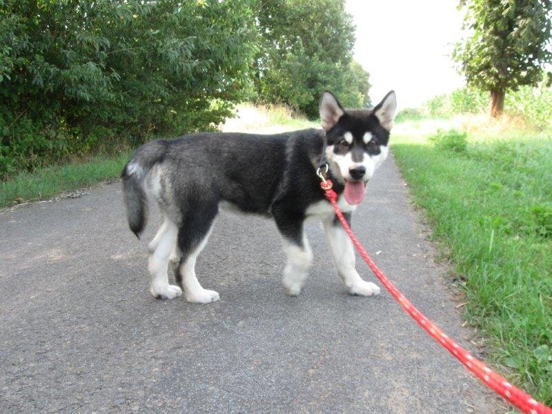 W-Wurf Witu und Whakan 041